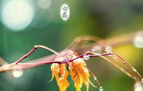 蘇柏逞:白露,白露……