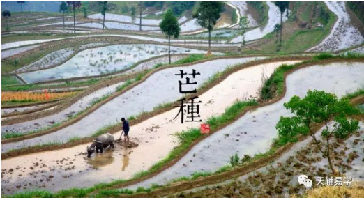 蘇柏逞:2020年芒种节到了,关于芒种,你了解多少?