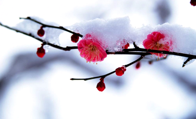 蘇柏逞:大雪,大者,盛也,至此而雪盛也... ...