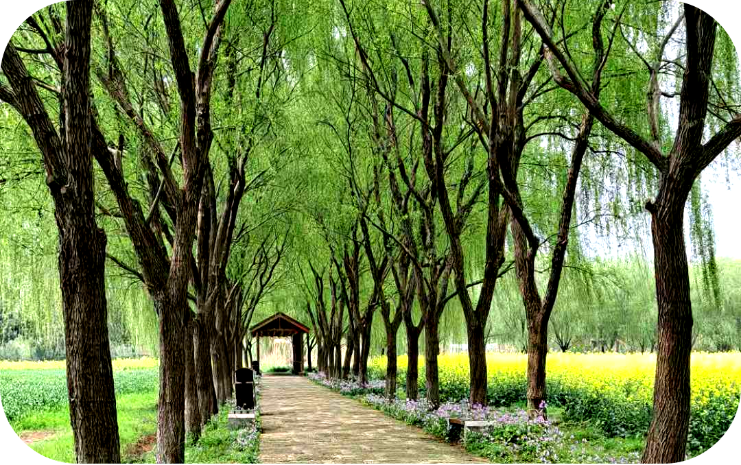 蘇柏逞:清明节,生气旺盛、阴气衰退,万物